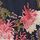 Navy Floral