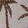 Neutral Palm