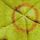 Mulberry Gilver