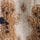 Navy Gingerbread