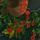 Green Festive Robin