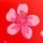 Japanese Cherry Blossom