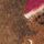 Chocolate Brown
