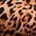 Leopard Brown