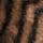 Animal Print
