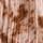 Pink Animal Print