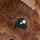 Capybara