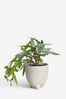Green Fern Artificial Plant In Footed Ceramic Pot