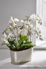 White Jungle Orchid Real Plant in Galvanised Tin