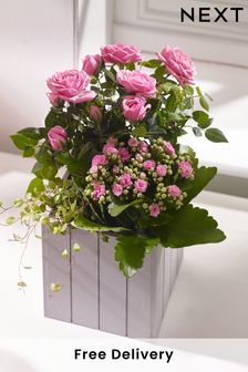 Pink Mother's Day Real Plant Arrangement (173900) | £30