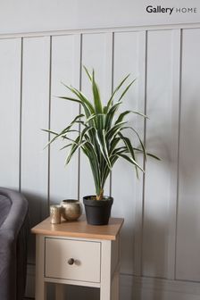 Faux Dracaena Plant by Gallery Direct
