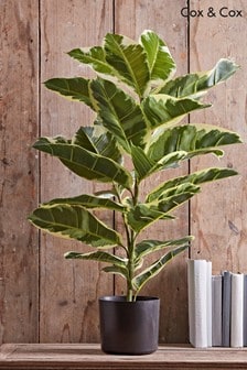 Cox & Cox Green Faux Potted Rubber Plant