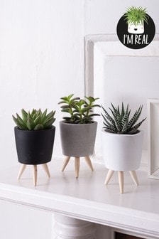 Set of 3 Black/Grey Real Plants Succulents In Ceramic Footed Pots