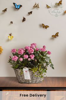 The Chateau by Angel Strawbridge Pink Mother's Day Rose Real Plant Basket (779480) | £34