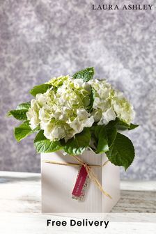 Laura Ashley White Mother's Day Hydrangea Real Plant (944558) | £26