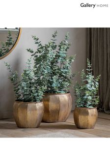 Gallery Home Green Potted Eucalyptus H845mm