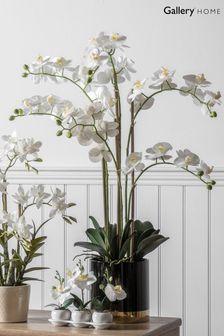 Gallery Direct White Artificial White Orchid In Black/Gold Pot