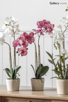 Gallery Direct Pink Artificial Orchid In Ceramic Pot Ceramic Pot