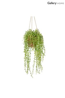 Gallery Home Green Artificial Senecio Plant In Hanging Earthenware Style Pot