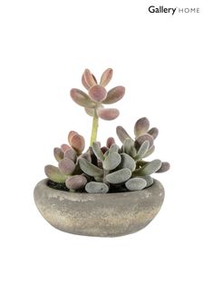 Gallery Direct Pink Artificial Large Graptoveria In Cement Bowl