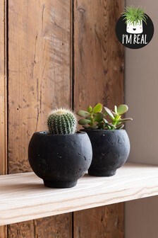 Set of 2 Black Real Plants In Concrete Pots