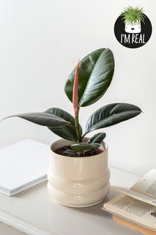 White Real Plants Rubber Plant In Curved Ceramic Pot