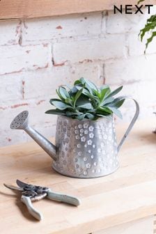 Grey Real Plant Succulent In Metal Watering Can Pot