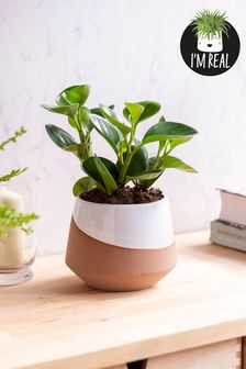 Natural Real Plant Baby Rubber Plant In Dipped White Pot