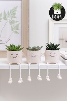 Set of 3 White Real Plant Succulent Friends In Ceramic Pots