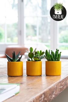 Set of 3 Ochre Yellow Real Plant Succulents In Yellow Ceramic Pots