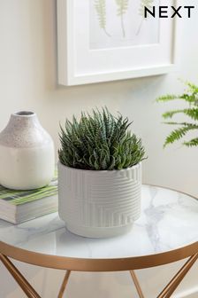 Grey Real Plant Succulent In Grey Geo Ceramic Pot
