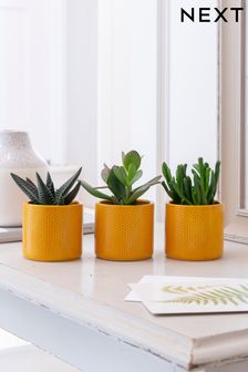 Set of 3 Green Real Plant Succulents In Ochre Ceramic Pots (D43525) | £16