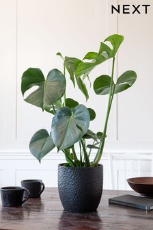 Green Real Plant Monstera In Black Ceramic Pot (D43527) | £30