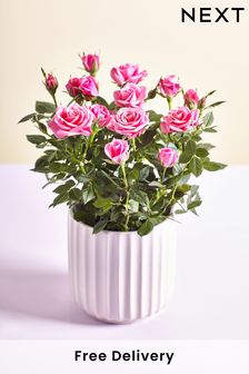 Pink Chic Rose Real Plant (D85646) | £22