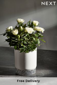 White Harper Rose Real Plant (D85648) | £22