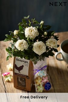 White Rose Real Plant with Tea and Biscuits (D85656) | £30