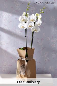 Laura Ashley White Orchid Real Plant Gift Bag (D85658) | £38