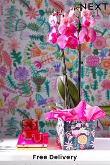 Cerise Orchid Real Plant Gift Bag (D91203) | £40
