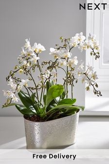 White Jungle Orchid Real Plant in Galvanised Tin (D91204) | £52