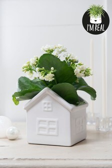 White Real Plant Kalanchoe In White Ceramic House