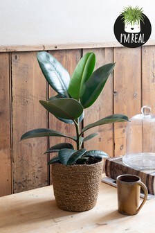Natural Real Plants Rubber Plant In Jute Pot