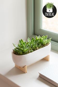 White Real Plant Succulents In White Ceramic Pot on Stand