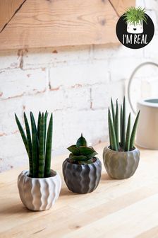 Set of 3 Grey Real Plant Mini Mixed Variety In Ceramic Pots