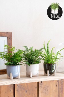 Set of 3 Grey Real Plant Mini Ferns In Ceramic Pots