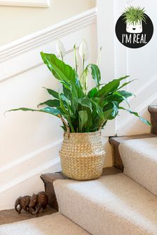 Natural Real Plant Peace Lily In Seagrass Basket