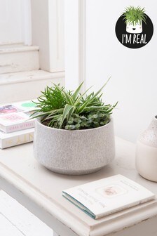 Grey Real Plants Foliage In Grey Ceramic Bowl