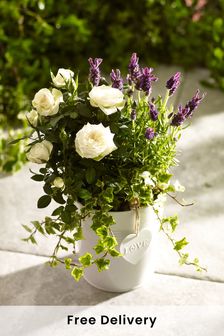 Multi Lavender and Rose Real Plant in Pail (N40804) | £35