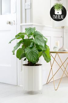 White Real Plants Large Calathea In White Wire Pot (T00064) | £100