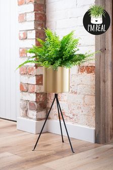 Gold Real Plant Boston Fern In Gold Footed Pot