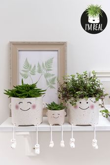 Set of 3 White Real Plant Family In Ceramic Pots (T03697) | £45